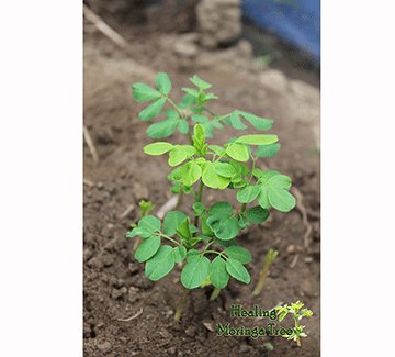 Opinion –  Unlocking the power of Moringa: Why you should make it your daily health kick