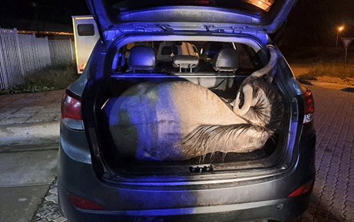 MET official nabbed for alleged poaching