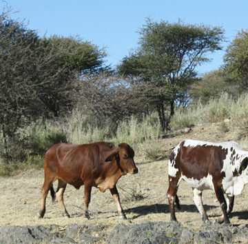 namibia allowed to export beef Omangeshefelo gonyama ko-SA ga patuluka ishewe