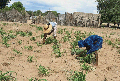 //Kharas farmers jubilant after good rains
