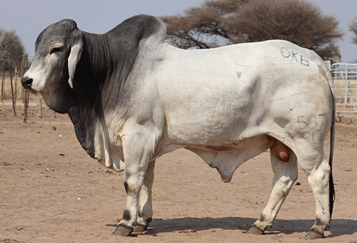 Crème de la crème at Northern Select auction