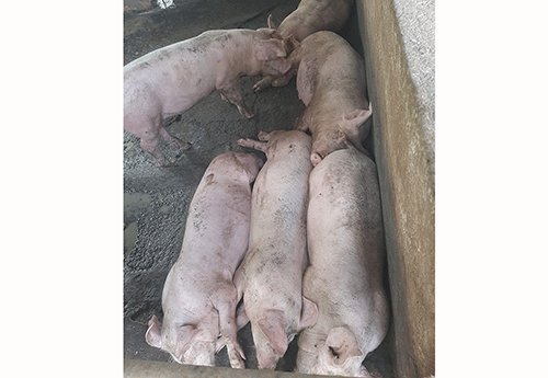 Nyama zonguru zokupira kutereka kuna kureta ukanguki woudona