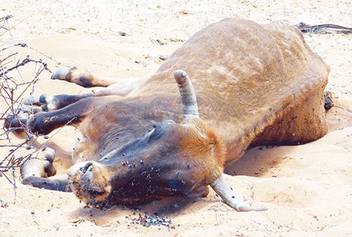 Omaheke farmers lose cattle, residents face starvation due to drought