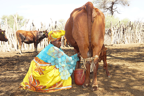 Ombu Village: The pulse  of the Ovaherero culture