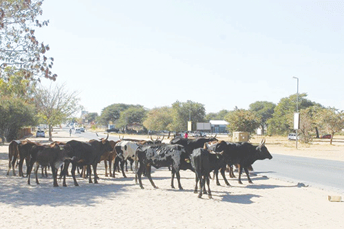 Opuwo issues warning  on roaming livestock