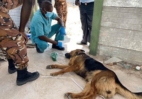 Oshakati guard dies after dog attack