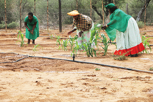 Thriving Otjimanangombe garden feeds families