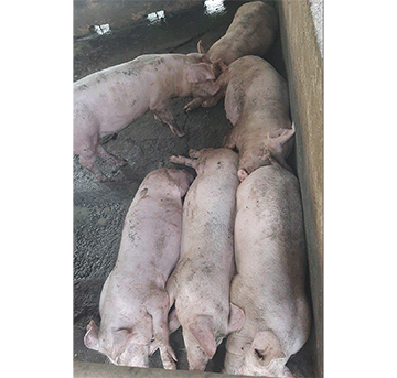 page 288 Ombelela yoshingulu inai pya nawa oya nyika oshiponga