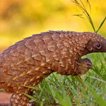 pangolin Yaali miipandeko noshipa shOngaka