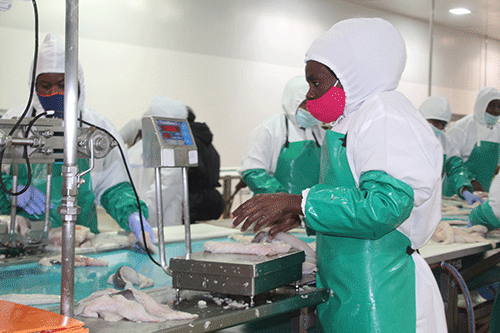 Pilchard stock may never recover