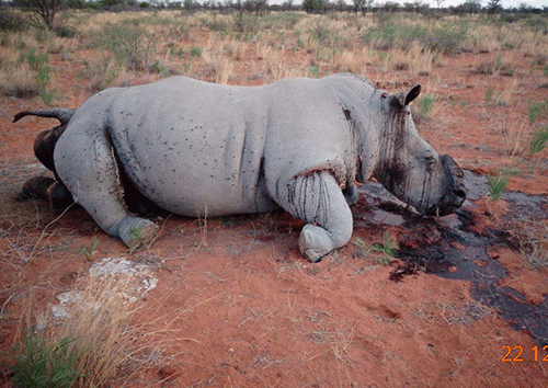 Etosha remains poaching hotspot