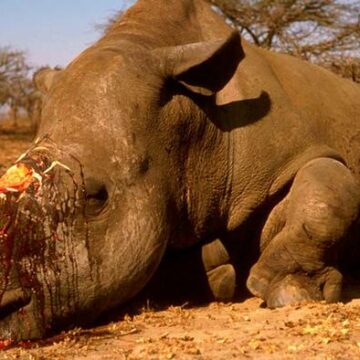 poaching etosha 1 Uulunga woompanda wa vuka …Oompanda 20 dha dhipagwa miiwike itatu ya piti