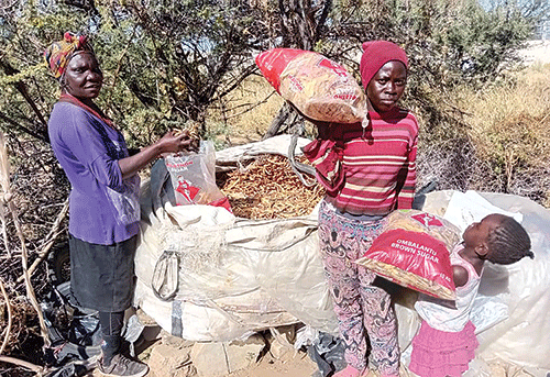 Pod thieves upset collectors