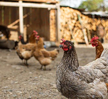 SA bird flu a rare opportunity for locals…as small window opens to penetrate neighbouring market