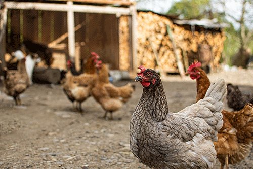 SA bird flu a rare opportunity for locals…as small window opens to penetrate neighbouring market