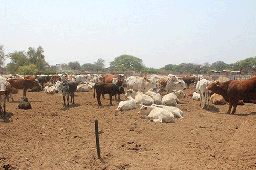 Govt keen on transparent resettlement policy