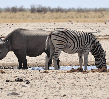 MEFT invites black rhino hunting offers