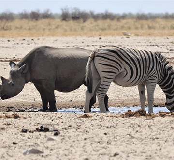 rhino Namibia steps up anti-poaching efforts