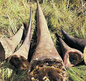 rhino horn 2 Omupolisi a mangwa po sho ta fekelwa a yaka eyego lyompanda