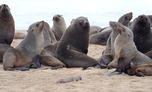 seals Managing seals not a simple matter – Klazen
