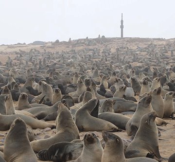 Police probe seal genitals theft …as 25 horses go missing