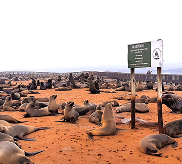 Seal meat mooted for Namibians