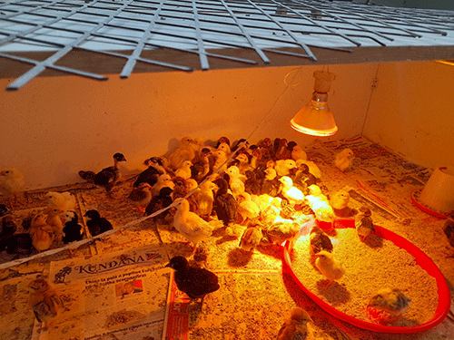 Poultry farmer reaps reward