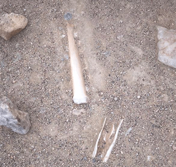 shark island human remains Declare Shark Island sacred site – Dirkse