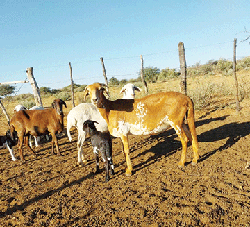 sheep Farmers inducted on livestock breed selection