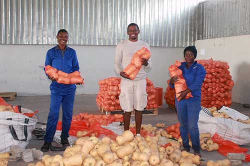 Sikondo irrigation ploughs ahead