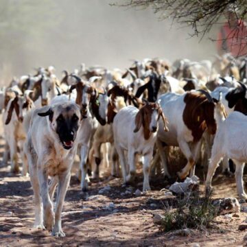 Ya mangwa molwuulunga wiimuna