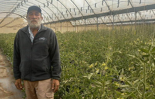 OMDis nursery becoming vegetable basket