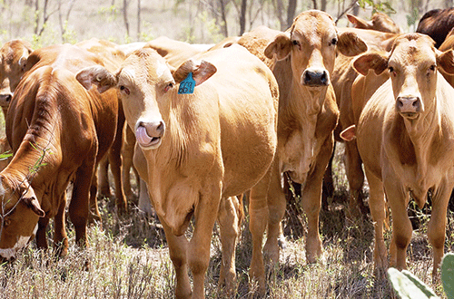 Farmers demand return of stolen cattle