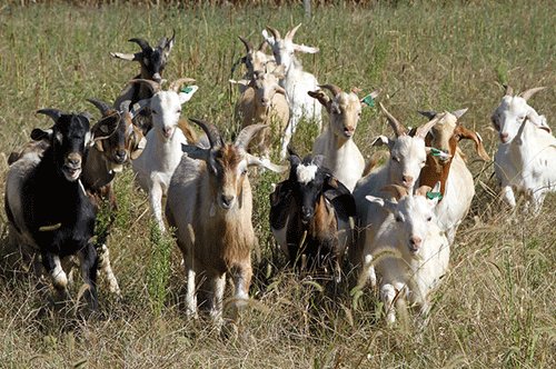stock theft Farmers furious over cattle, timber theft