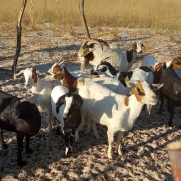 stock theft Aali yiikodhongo miipandeko sho ya adhika noshigunda