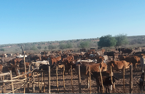 support 1 Omaheke farmers welcome livestock support initiative