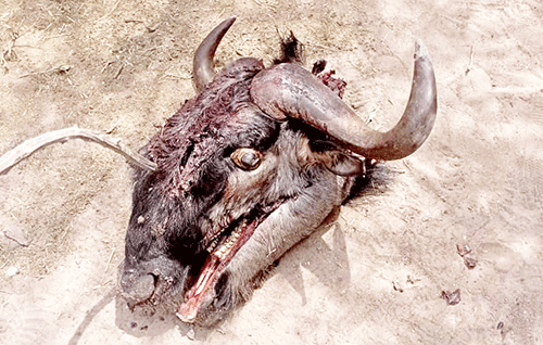 !Nona soldagu ge !nari!aus kha !khōsis !nâ ge ūhe 