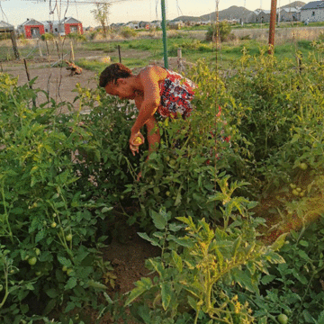 Be mindful of companion planting
