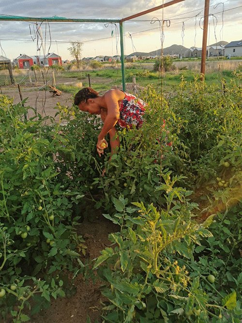 Be mindful of companion planting