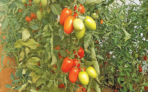 Growing tomatoes: Things to look out for