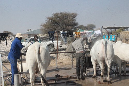 trade fair update Turnout impresses at Okakarara fair
