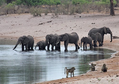 Conservationists warn UK over trophy hunting ban
