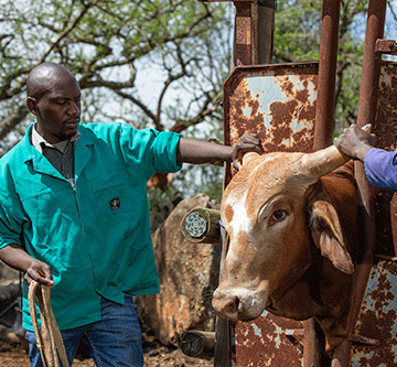 veterinary Veterinary authorities tackle animal health