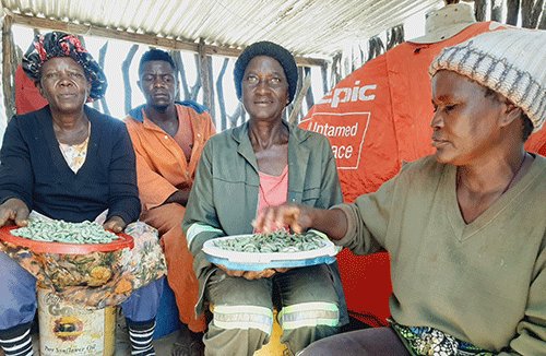 Worm harvesters revel in ‘joyful risk’