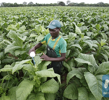 Zambezi Green to showcase products at Discover Namibia Expo 