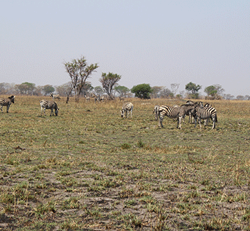 Zambezi conservancies get huge funding 