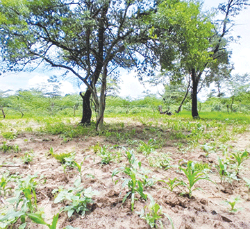 Zambezi farmers fear drought