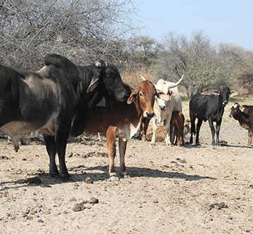 Govt mulls Angola veterinary buffer zone