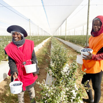  Mashare blueberry farm expects bumper harvest …N$1.5m in local economy monthly 