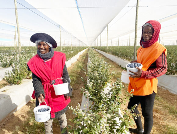  Mashare blueberry farm expects bumper harvest …N$1.5m in local economy monthly 